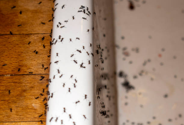 Best Residential Pest Control  in Kimberly, ID